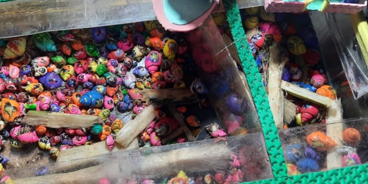 Pedagang Kelomang di Tengah Kemeriahan MTQ Ke 29 Provinsi NTB di Lombok Timur