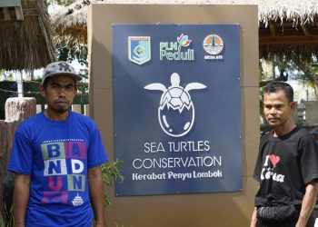 Jaga Keseimbangan Ekosistem Laut, PLN Bantu Konservasi Penyu di Kuranji Dalang