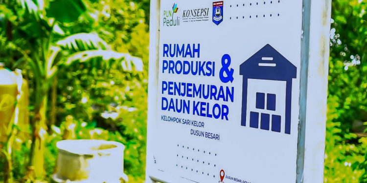 PLN NTB Dukung Pemberdayaan Perempuan Dusun Besari Melalui Program TJSL Pemanfaatan Daun Kelor