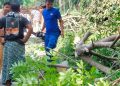Personel Ditpolairud Polda NTB Bantu Warga Singkirkan Pohon Tumbang di Lombok Barat